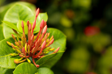 Close up image of Ixora Chinensis flowers