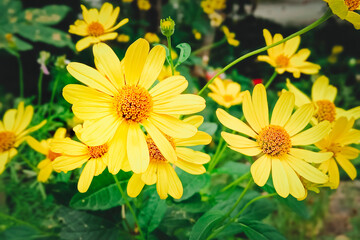 Heliopsis helianthoides. Tuscan Sun False Sunflower. Beautiful natural summer background.