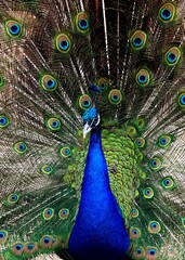 Obraz premium Colorful Peacock with Feathers Spread