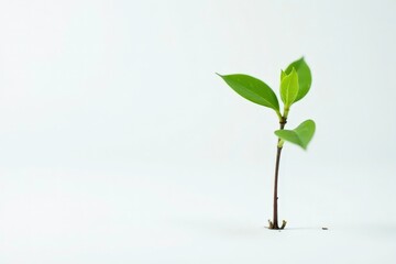Obraz premium Delicate young tree, single sprout against pure white backdrop, one, white background, design element