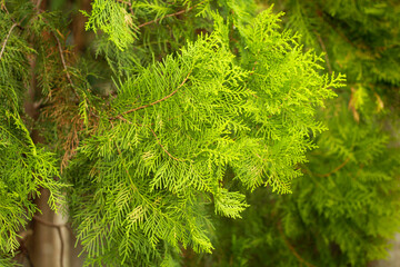 Close-up of lush green conifer leaves, showcasing their fine needle-like texture and vibrant color.