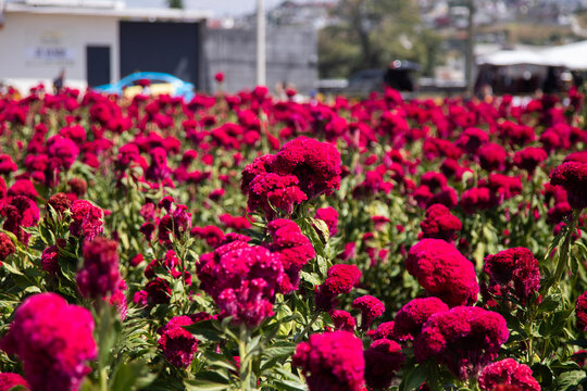 Field of purple Celosia argentea flowers called Flores de Terciopelo in Atlixco during the Day of the Dead festival in Mexico.