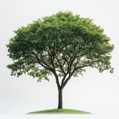 Obraz premium Tropical tree on the empty space background.