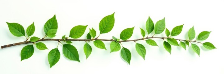 Fototapeta premium Isolated branches with leaves on white background, greenery, isolation, foliage