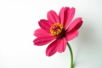 Isolated flower against a plain white background, elegant, refined