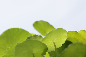 Centella asiatica (gotu kola). Fresh green leaves herb background.