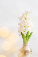 水耕栽培のヒヤシンス