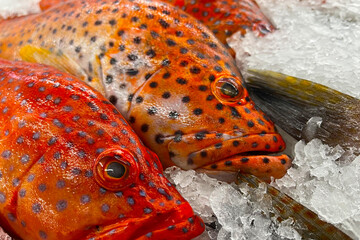 Fresh fish for sale on ice in a supermarket.