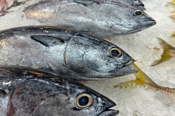 Fresh fish for sale on ice in a supermarket.