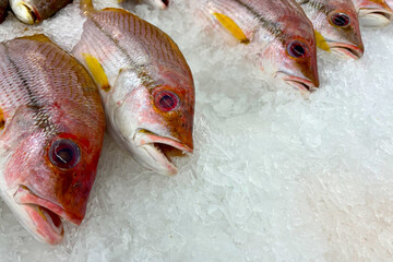 Fresh fish for sale on ice in a supermarket.