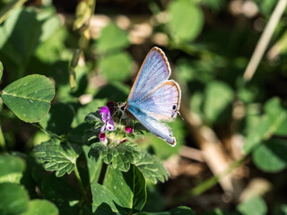 Colorful pea blue butterfly on small flowers 2