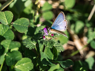 Colorful pea blue butterfly on small flowers 3