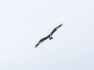 Japanese osprey soars over Yamanoi River 1