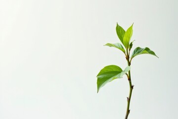 Fototapeta premium Single, delicate sapling against pure white backdrop , vertical, design element