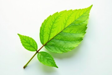 Fototapeta premium Single isolated leaf on white background with light rays, botanical, branch, nature