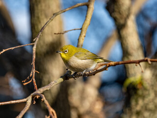 Japanese Warbling White-Eyes eating persimmons 3