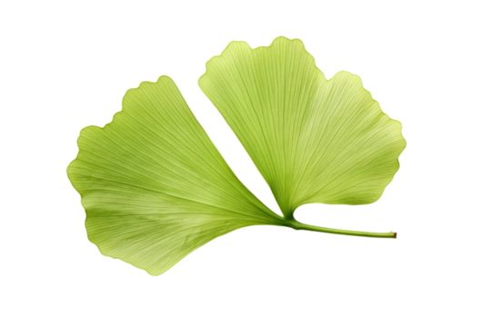 An elegant Ginkgo biloba leaf with a glossy finish and detailed veining isolated on white background