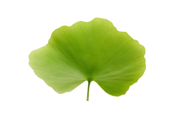 A single Ginkgo biloba leaf featuring its unique, rounded lobes and smooth edges isolated on white background