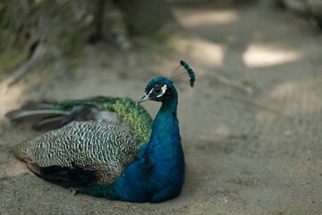 Fototapeta premium Vibrant peacock resting in natural setting.