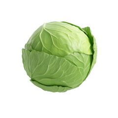 Obraz premium cabbage