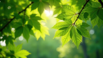 Obraz premium Sunlight dappling spring beech leaves, vibrant green canopy , green, scene, serene