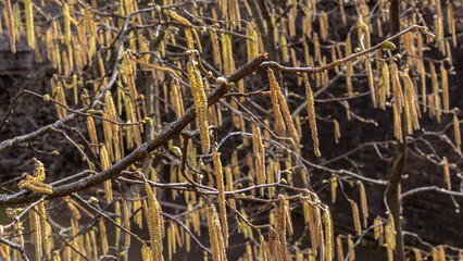 Bl&uuml;te der Haselnuss