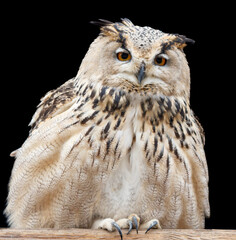 A large owl with a pointed beak and large eyes stares at the camera