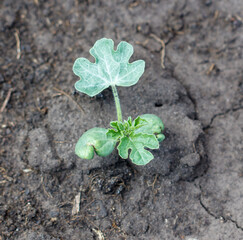 A small plant is growing in the dirt