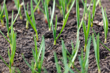 A field of green plants with dirt in between