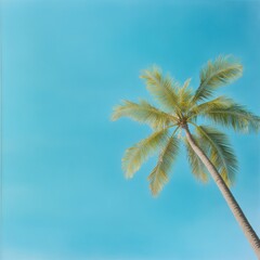 Palm tree against blue sky