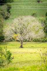 Solitary tree in a garden