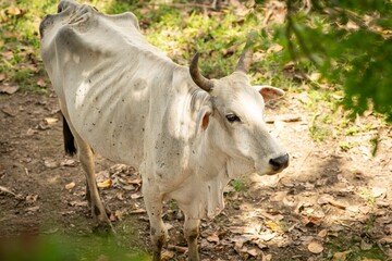 White cow in sunlit forest area