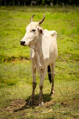 White cow in a green field under sunlight.