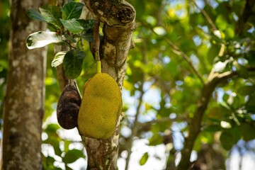 Ripe Jackfruit on Tree in Tropical Setting