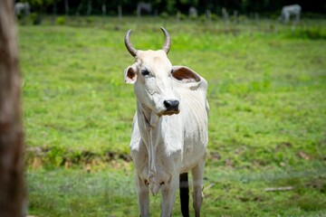 White cow in a green pasture