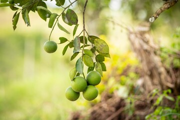 Green oranges hanging on a tree.