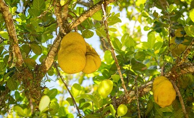 Jackfruit on a tropical tree in sunlight.
