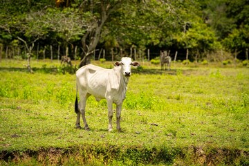 White cow in green pasture on sunny day.