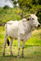 White cow in a green field under clear sky.