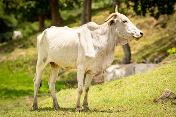 White cow standing on grass in a sunny field.