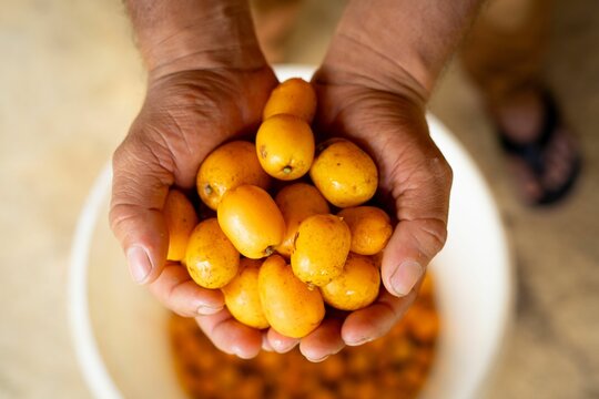 Fototapeta Hands holding ripe yellow loquats