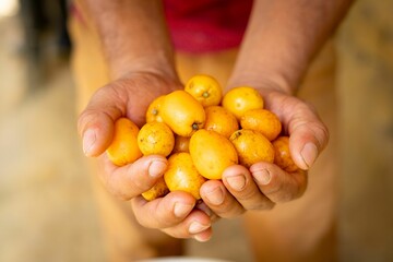 Hands holding ripe yellow loquats.