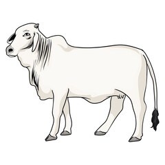female brahman cow in vector with white background separately