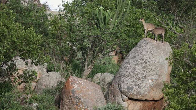 Klipspringer antelope have commanding view from atop granite boulder