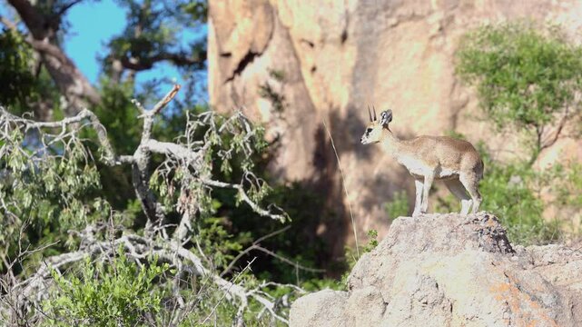 Stocky small male klipspringer antelope in natural rocky habitat