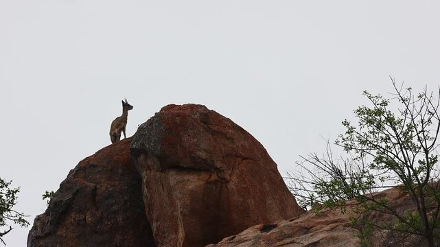 Small Klipspringer antelope stands atop granite boulder chewing cud