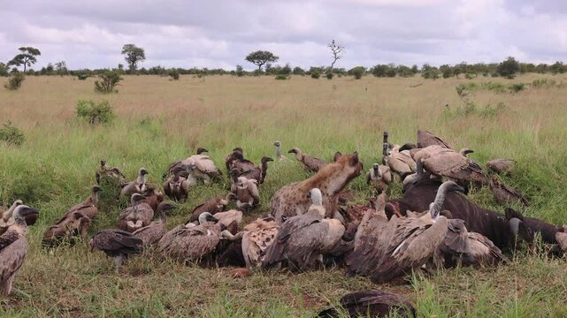 Hyena feeds on carcass on vast savanna sharing with many vultures
