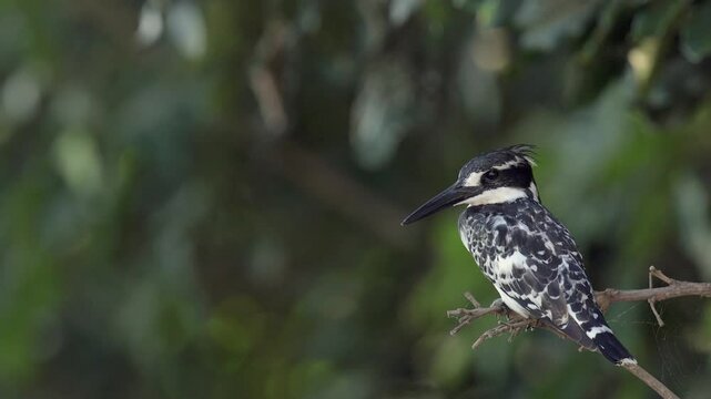 Closeup profile portrait: Pied kingfisher bird perched on tree branch
