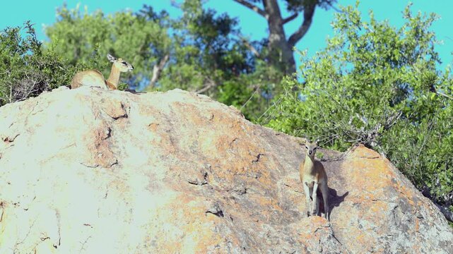Low angle view of stocky pair of klipspringer antelope in rock terrain
