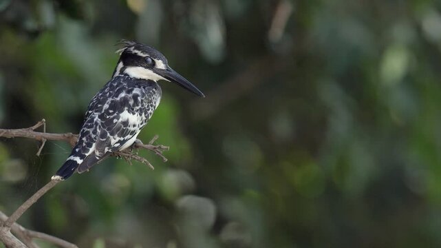 Close-up Pied Kingfisher sits on tree branch against green forest bokeh
